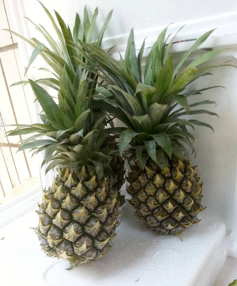 维桑 青菠萝 5斤装 香水菠萝 海南 新鲜水果 凤梨 生鲜 bl 生鲜 美食