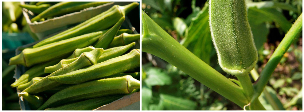 【鲜佰客】冷冻蔬果黄秋葵 即食果蔬脆片 羊角菜 绿色