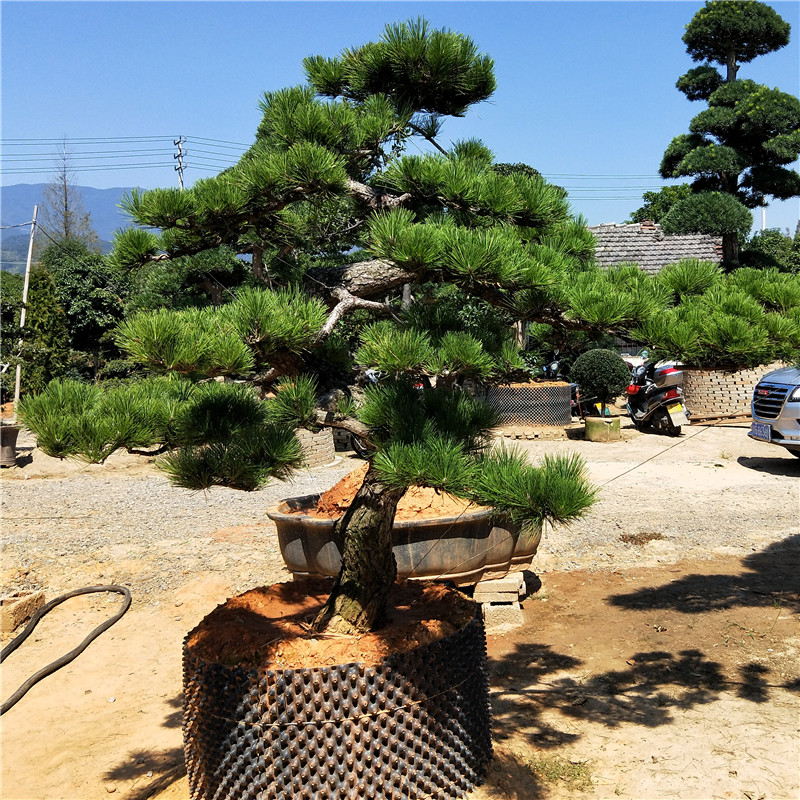 实拍大型日本黑松地景树黑松盆景迎客松造型进口庭院地景树1 实物拍摄