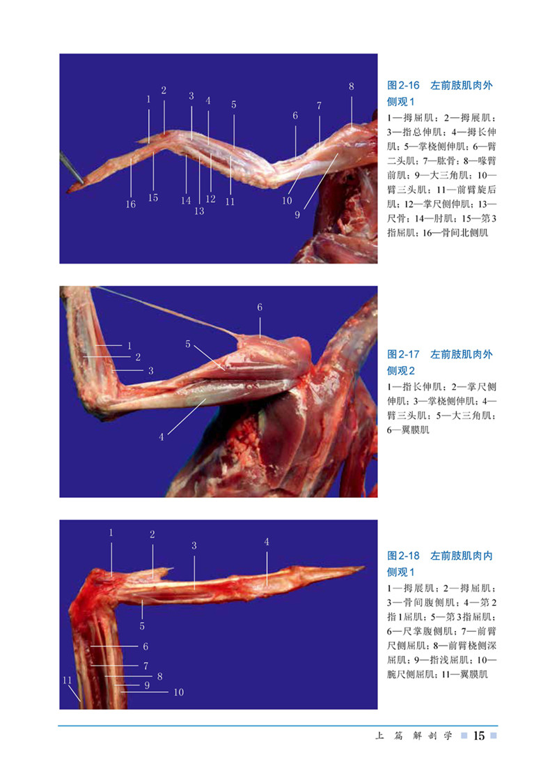 正版 鹅解剖组织彩色图谱 鹅养殖技术疾病 书 兽医动物科学专业参考