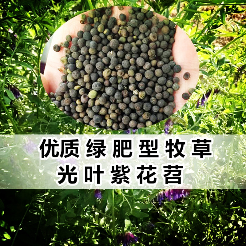 江南枫锦(jiangnanfengjing) 光叶紫花苕种子绿肥种子