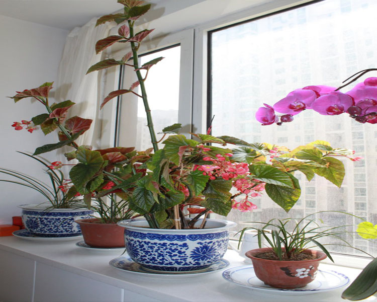 芹恋花 盆栽花卉 海棠花苗盆栽 四季秋海棠盆栽竹节海棠净化空气 不含