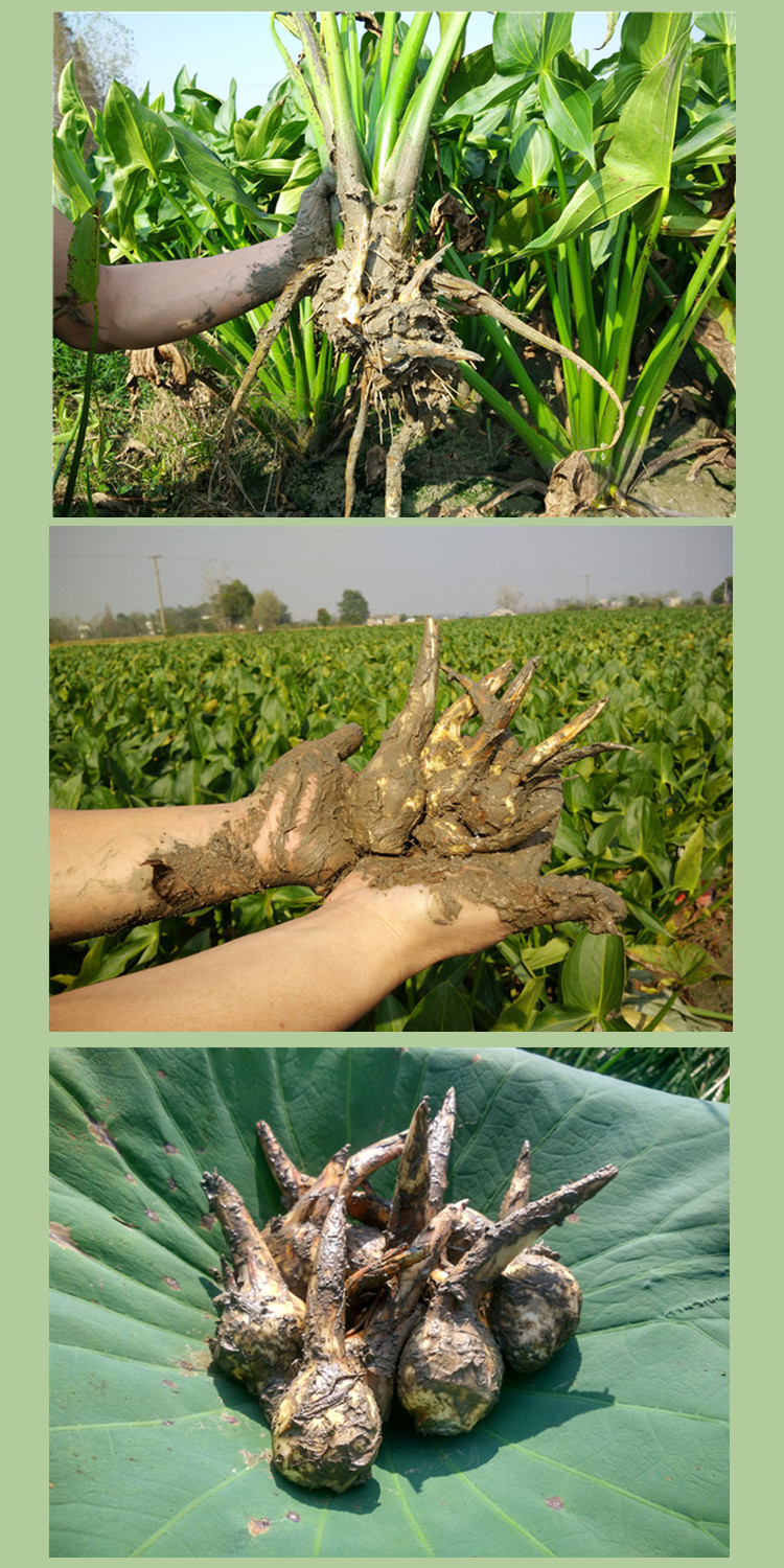 味小仙白茨菇新鲜慈姑白马蹄茨菰5斤