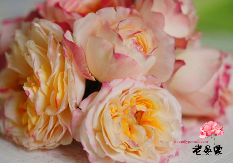日月月季花苗 切包 甜蜜邂逅 勤花浓香型月季 很仙很美 小苗 不含盆