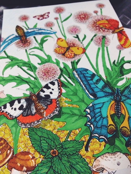 pictura神笔涂绘系列第三季——昆虫王国