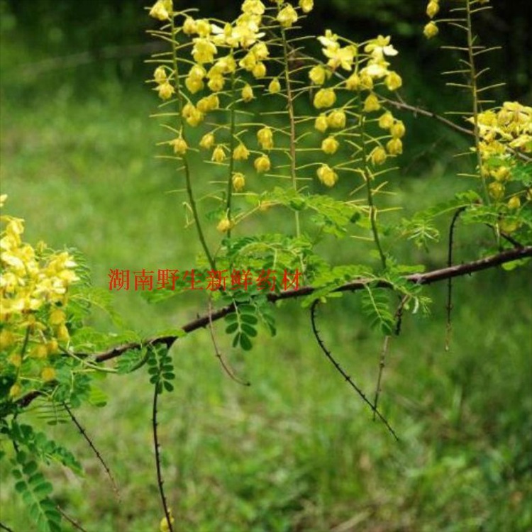 逍遥野生斗米虫活虫鸟不踏刺虫 云实蛀虫倒督黄狼虫宝宝吃饭香 营养品