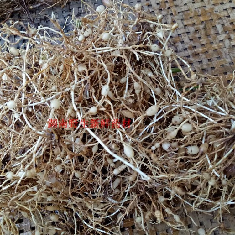 文静野生草药材新鲜麦冬根 沿阶草根 书带草根麦门冬根 寸冬 麦冬根部