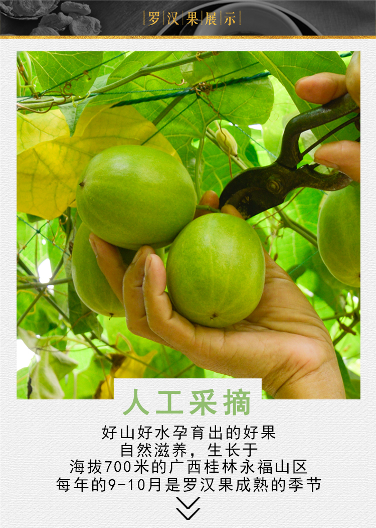 沁漓黄金罗汉果大果9个装 花草茶 广西桂林特产 低温脱水干果 茶叶 9