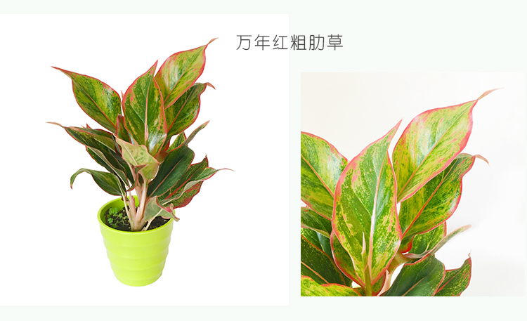 顺景室内客厅卧室观叶花卉如意皇后盆栽万年红翡翠除甲醛粗肋草万年青图片