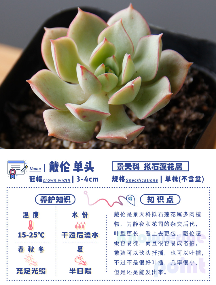 菜多美 多肉植物盆栽 戴伦 单头3-4_ 4折现价6元