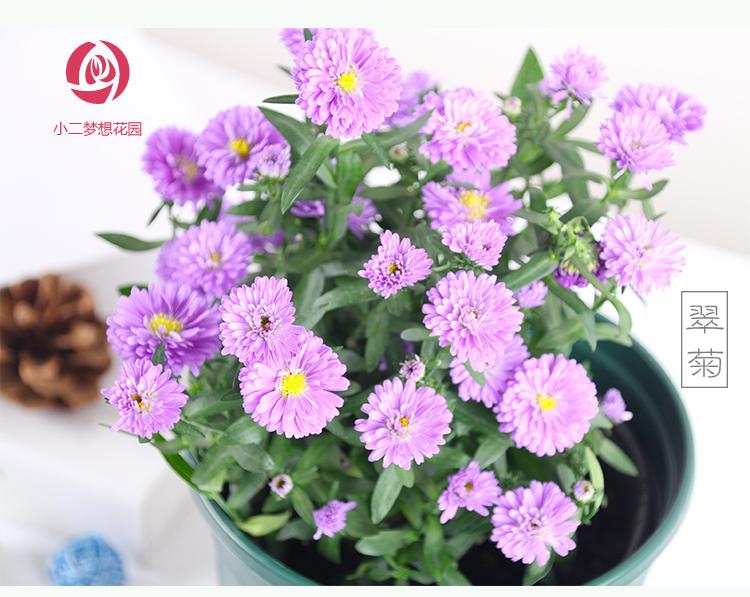 顺景菊花盆栽重瓣翠菊花苗带花苞阳台花草荷兰菊四季开花净化空气花卉