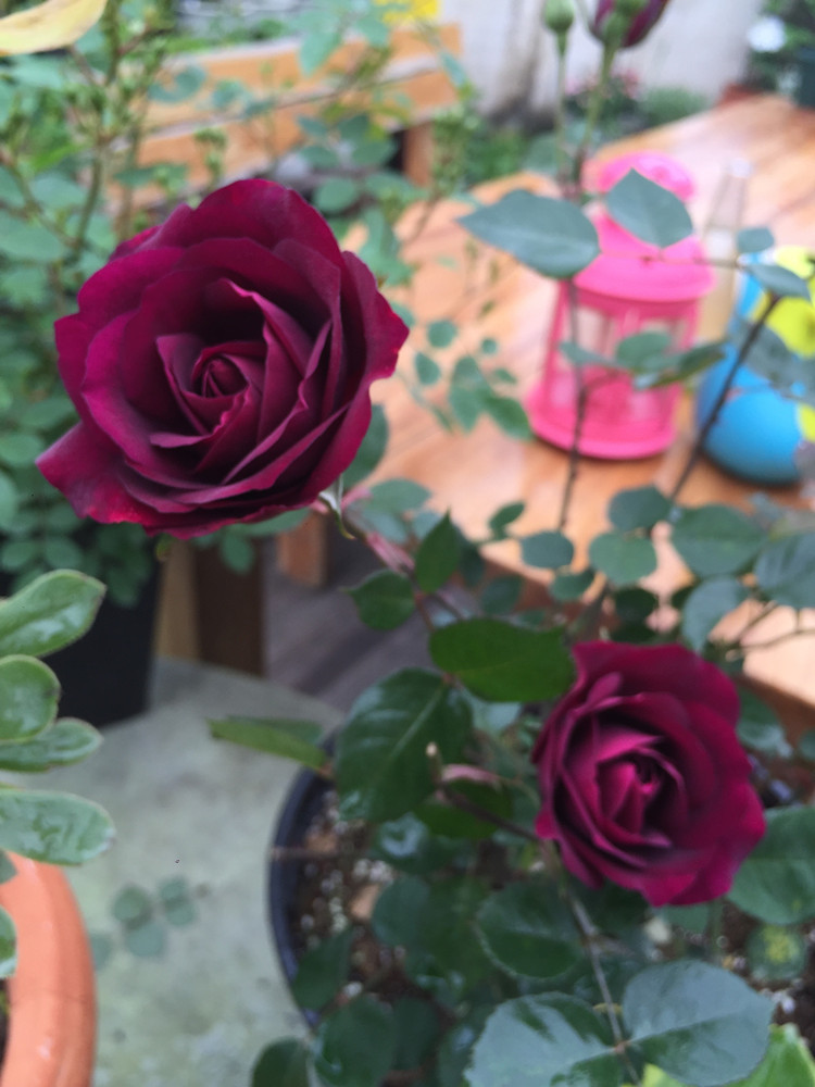 海蒂的花园 路易十四玫瑰灌木欧月紫黑色少见开浓香花卉14cm盆栽_现价