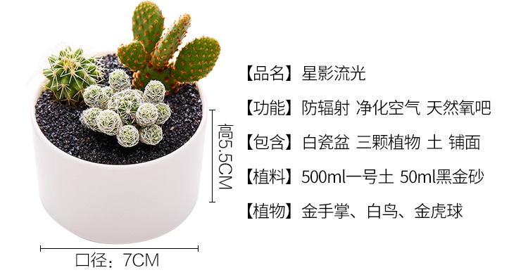 美诺花园 仙人球家族多肉植物仙人掌科植物绿植花卉盆栽 多肉 星空