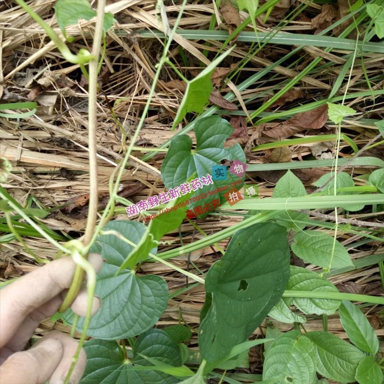 逍遥新鲜黄药子 薯莨 血三七 朱砂莲 黄独 野生新鲜黄