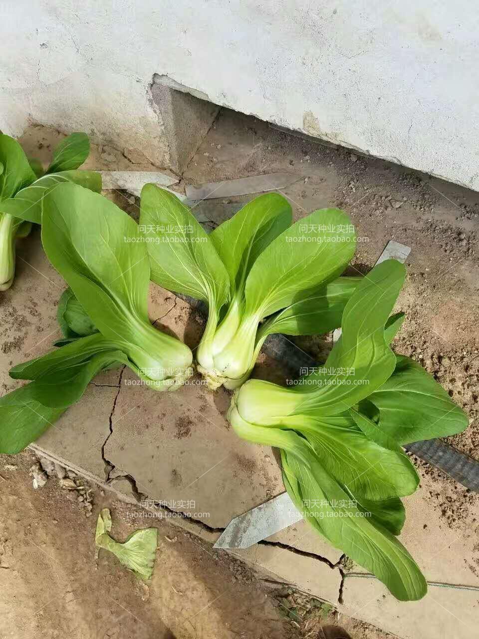 安琪花苑早熟 耐热耐寒 高抗病油菜种子青梗小白菜青菜 100克华冠青梗