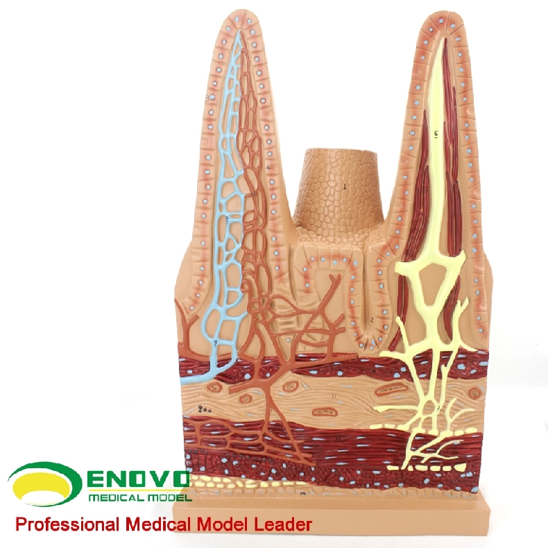 enovo颐诺医学用人体小肠绒毛解剖模型消化系统模型医用生物教学消化