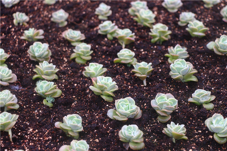 可爱玫瑰 多肉 多肉植物 可爱玫瑰双头4cm左右 不含盆