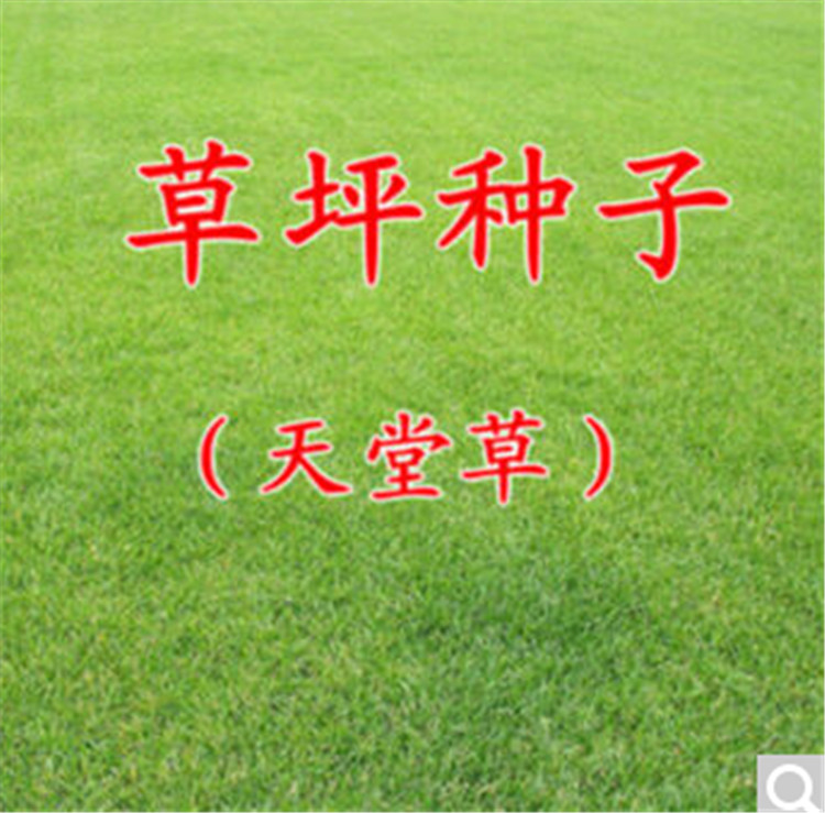 草坪种子四季青草籽黑麦草美国四季青果岭草护坡庭院别墅家庭种植等耐