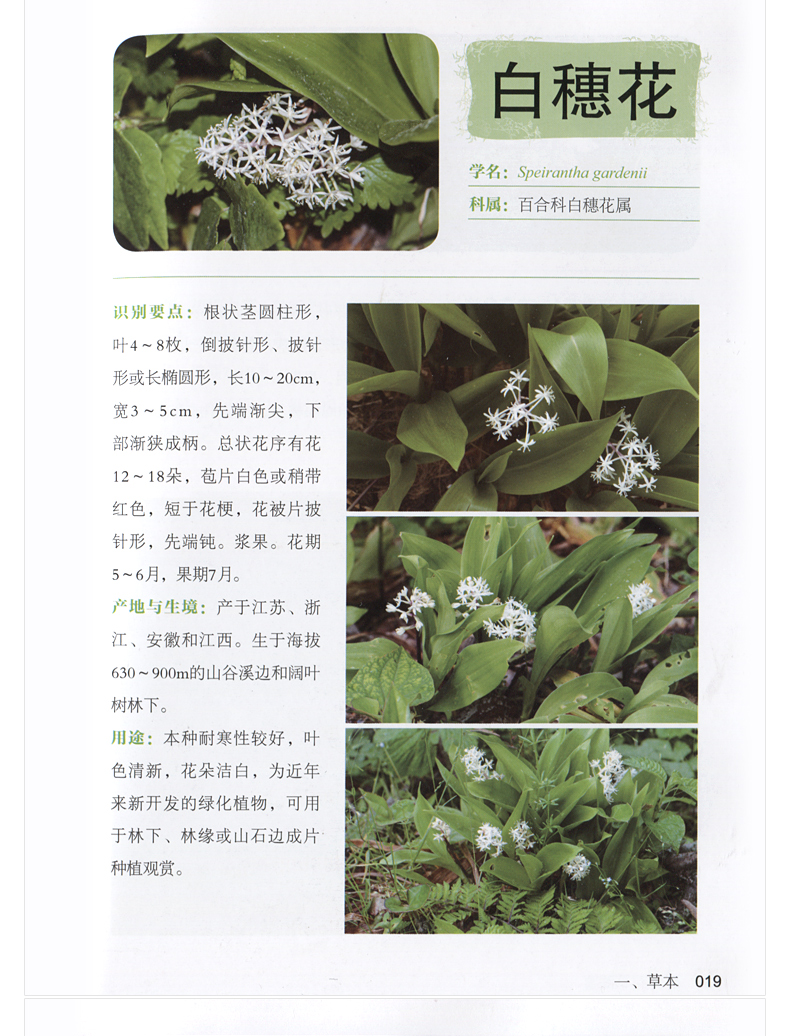 野外花草图鉴 植物百科全书 植物特性药学图鉴 常见植物识别图鉴 野生