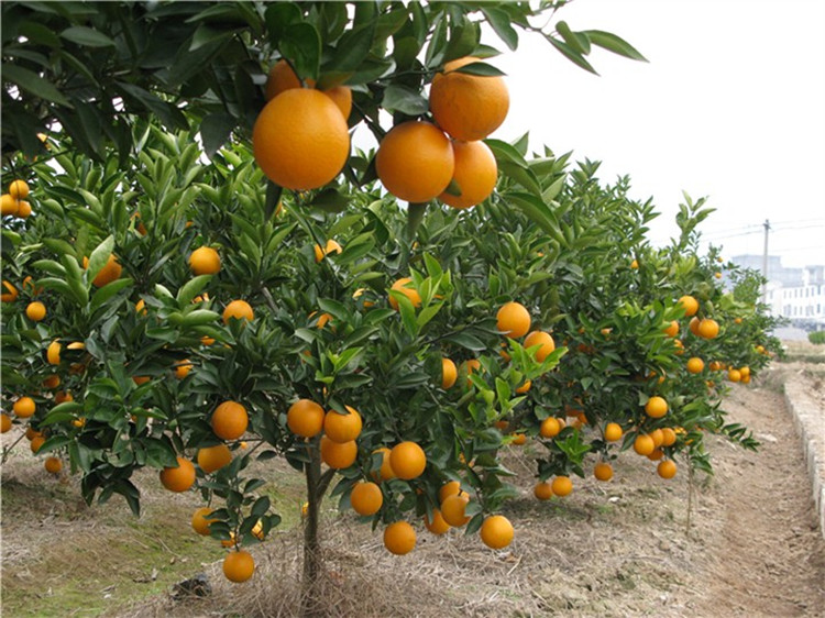 上芯橙子树苗赣南红肉脐橙甜橙血橙夏橙嫁接苗木地盆栽南北方种植