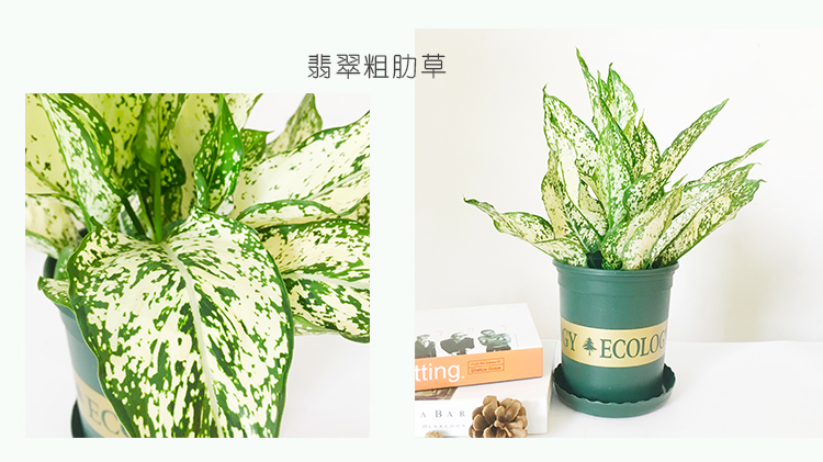 顺景室内客厅卧室观叶花卉如意皇后盆栽万年红翡翠除甲醛粗肋草万年青