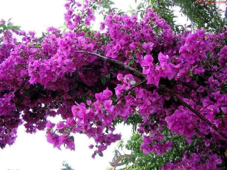 水月静花 盆栽花卉藤本三角梅盆栽苗盆景 观花植物花苗三角梅重瓣大苗