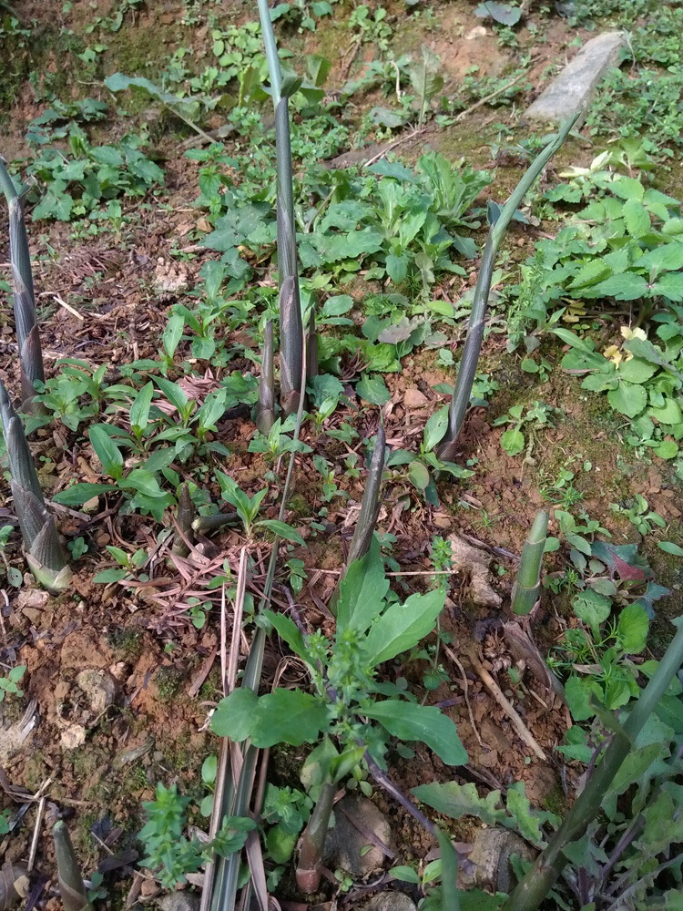 北园湖 阳荷姜 洋荷姜 种苗 种根 野生阳藿 洋火姜 新鲜种子500g茗荷