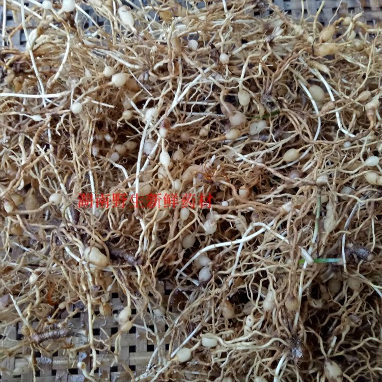 逍遥野生草药材新鲜麦冬根 沿阶草根 书带草根麦门冬根 寸冬 麦冬根部