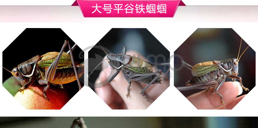 蝈蝈活体宠物鸣虫蝈蝈平谷铁蝈蝈叫憨蝈蝈 大号三青绿