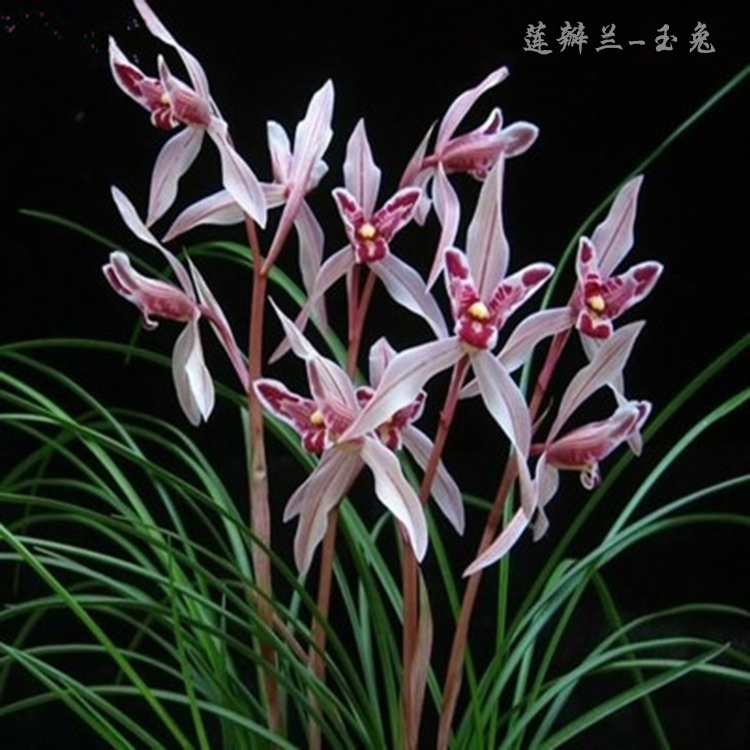 兰花苗莲瓣兰玉兔 高档兰苗浓香型花卉 易成活室内绿植盆栽花卉 玉兔