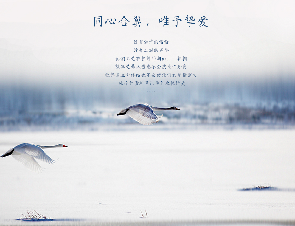 铂爵皇瓷 欧式情侣天鹅陶瓷装饰摆件 结婚礼物创意客厅家居装饰工艺品摆件 小号