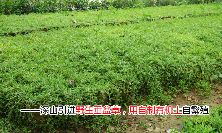 正宗中药材垂盆草花苗食用养肝清热吊兰盆栽花绿植四季常青 垂盆草(不