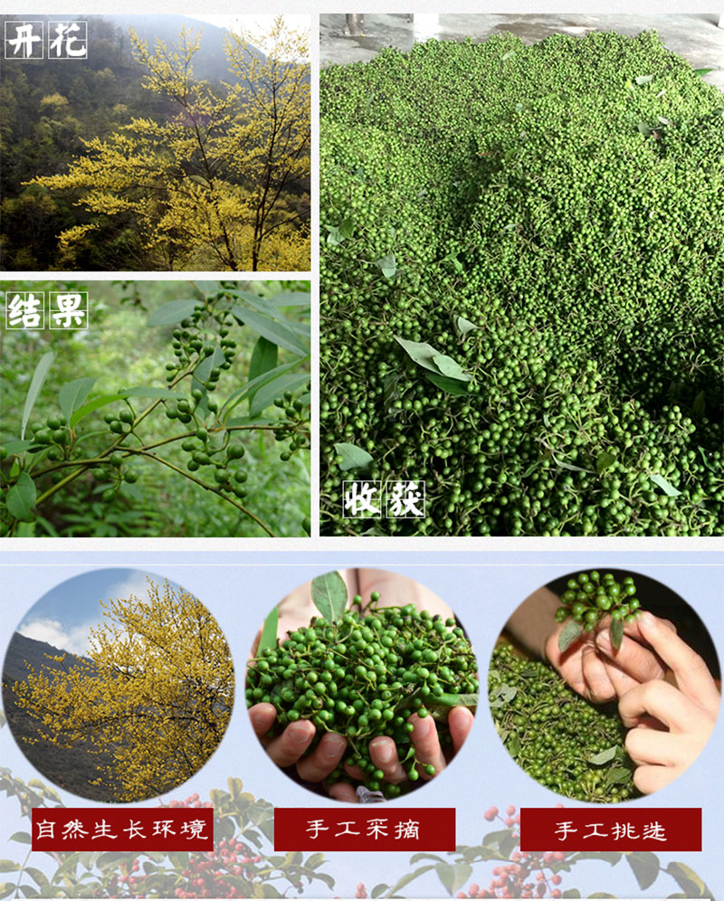 滋真堂 干木姜子 山胡椒干货 酸汤鱼火锅 凉拌使用调料 木姜子50g_ 1