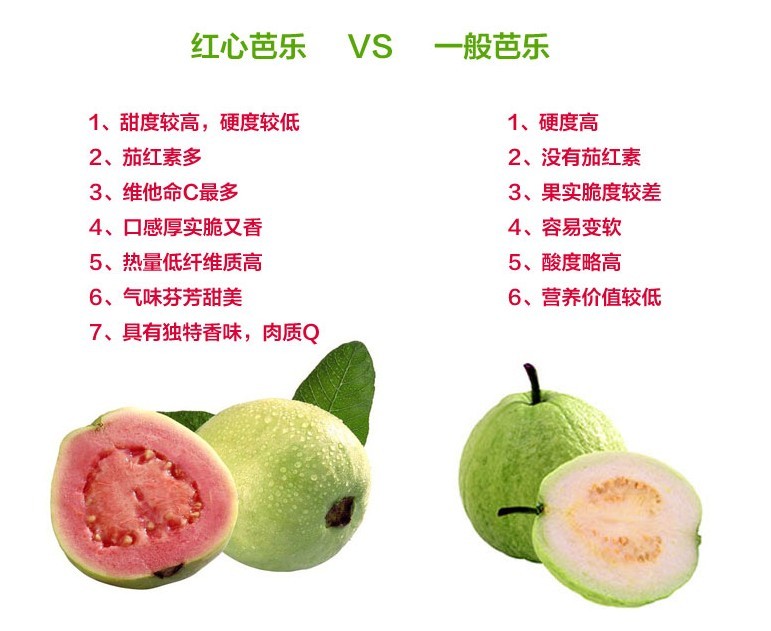 台湾四季珍珠番石榴苗红肉番石榴树苗白心红心芭乐苗番石榴果树苗