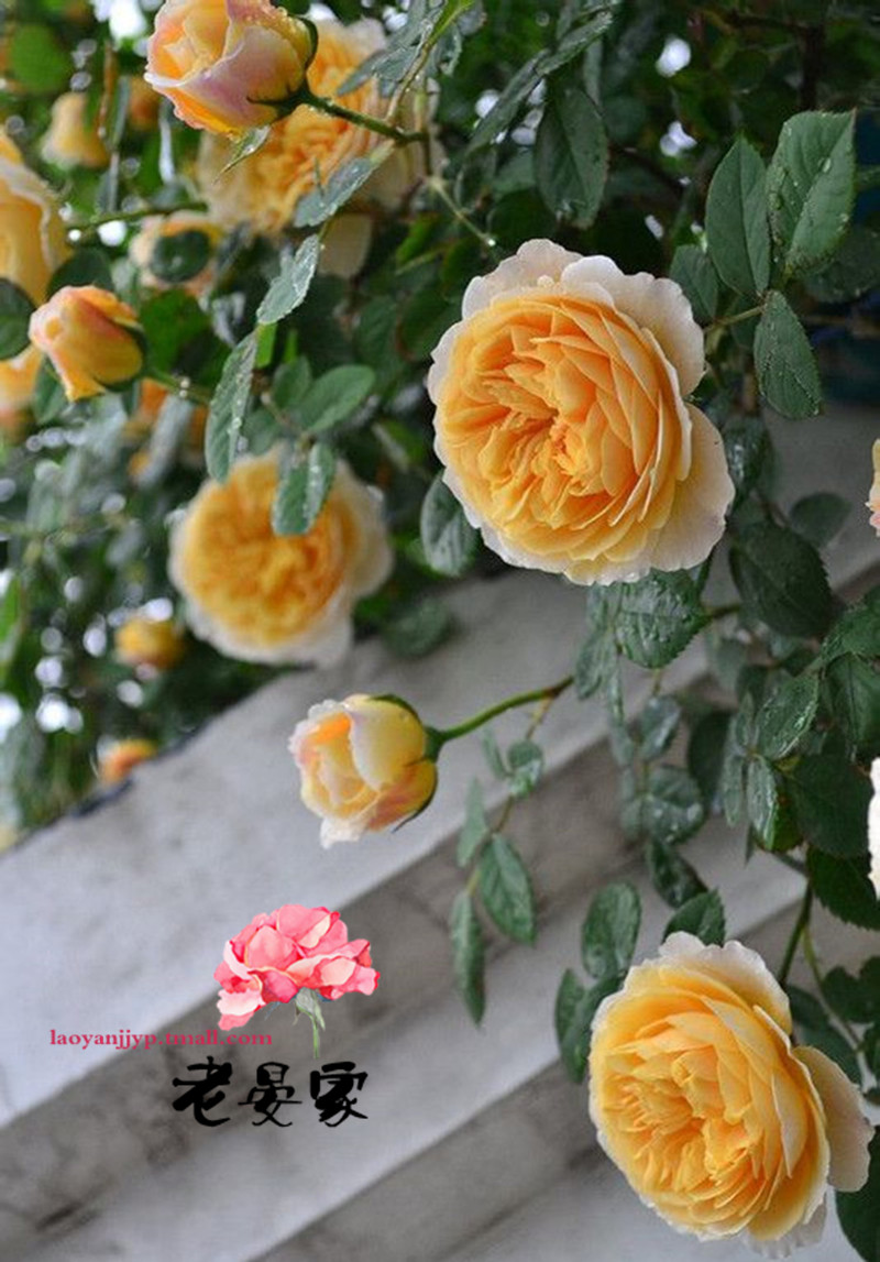 欧月藤本攀缓月季 欢笑格鲁吉亚 庭院爬藤月季花苗 浓香玫瑰花苗 超大