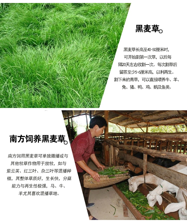 牧草种子 黑麦草 菊苣 苜蓿 进口四季高产 猪羊马鸭子