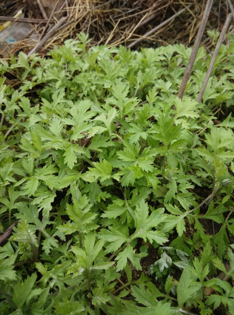 莱芮 特价 艾草 新鲜蕲艾叶 苗四季种苗野生艾叶草艾绒 现挖 30棵根苗