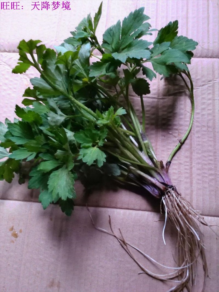 逍遥野生草药新鲜毛茛草 起泡草 毛莨草 茴茴蒜 毛芹菜 烂肺草 毛莨苗