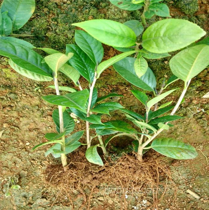 基地直销名贵珍稀植物金花茶树苗茶族皇后金茶花别墅庭院观赏树苗