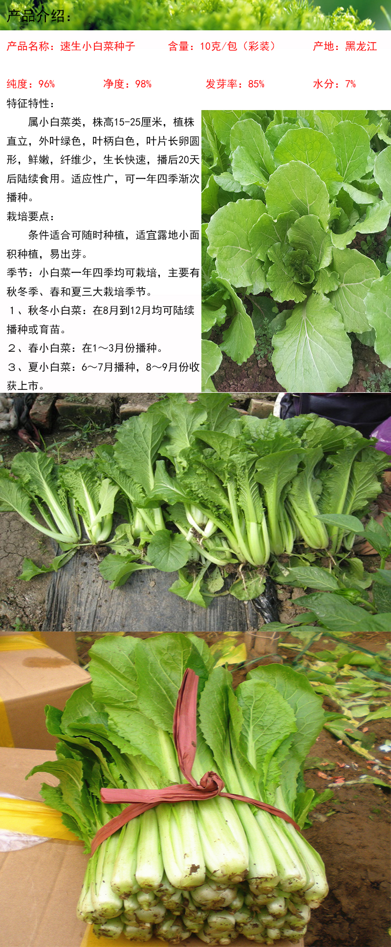 禾花楹种业 速生小白菜种子 四季种植成熟快芽率高小白菜种子青菜种子