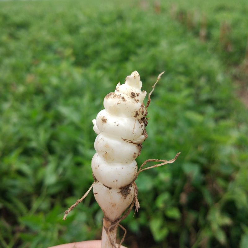 地环5斤 地参 新鲜甘露菜芋环宝塔菜地葫芦螺丝菜地