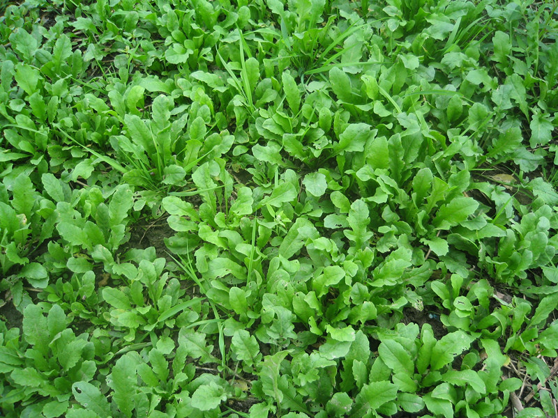 禾花楹野生蔬菜籽荠荠菜种子野生荠菜种子地菜山野菜蔬菜种子可盆栽