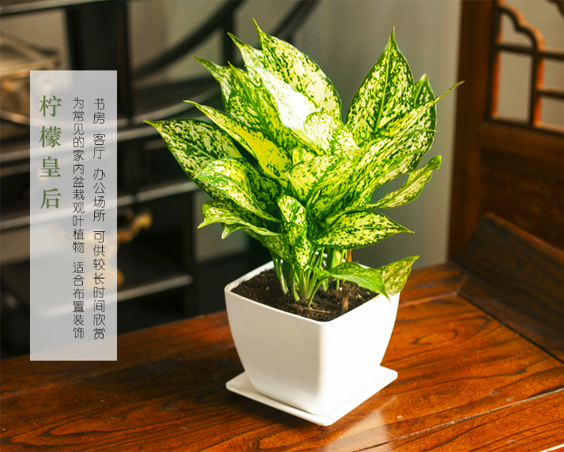 万年青盆栽花卉室内绿植迷你植物盆栽客厅室内盆栽净化空气 粉黛万年
