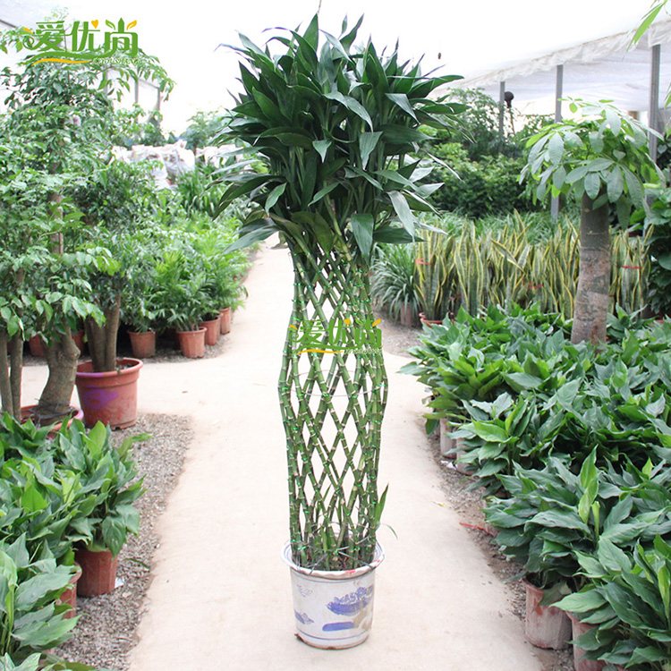 办公室防小人植物