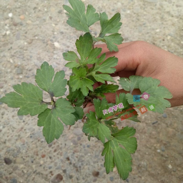 逍遥野生草药新鲜毛茛草 起泡草 毛莨草 茴茴蒜 毛芹菜 烂肺草 毛莨苗