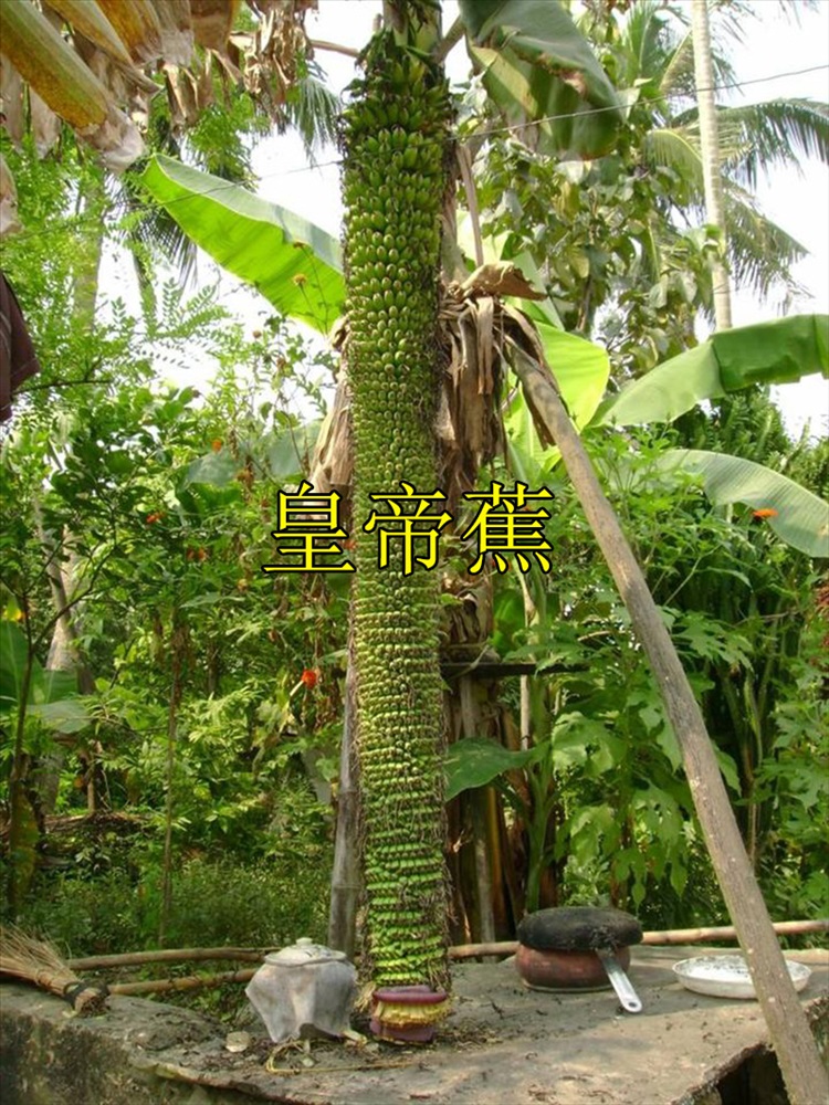 逍遥绿植香蕉树苗皇帝蕉矮化蕉芭蕉西贡蕉粉蕉庭院果树苗盆栽香蕉苗