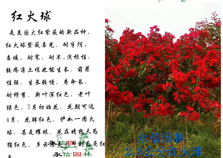 绿化工程苗木庭院美国紫薇树苗红火箭红花紫薇苗红火球天鹅绒紫薇