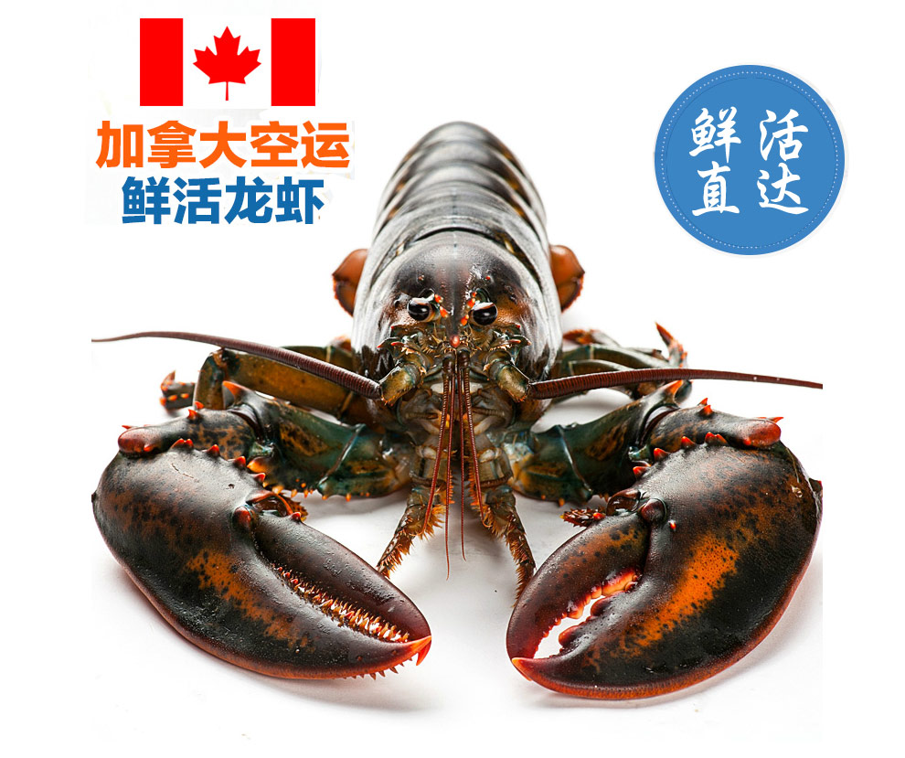 鲜活加拿大波士顿大龙