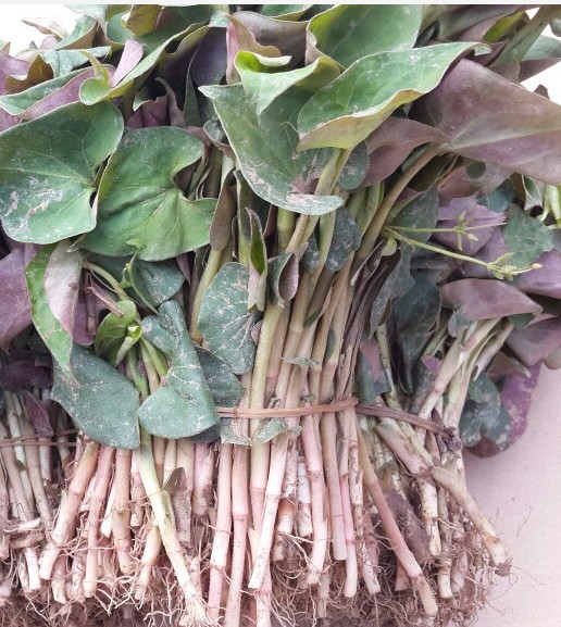 5kg 新鲜折耳根 折耳根凉拌 1500g_ 8折现价鱼腥草嫩叶子1.