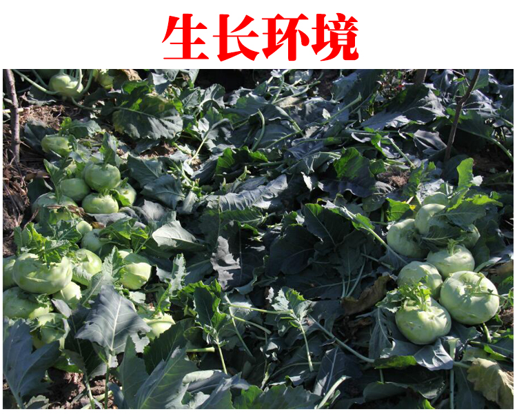 味小仙新鲜苤蓝茄莲橄榄球大头菜蔬菜45斤